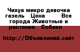 Чихуа микро девочка газель › Цена ­ 65 - Все города Животные и растения » Собаки   